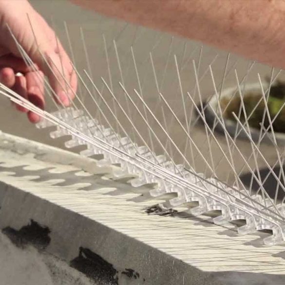 شركات مكافحة الحمام