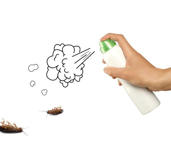 حشرة الصرصور