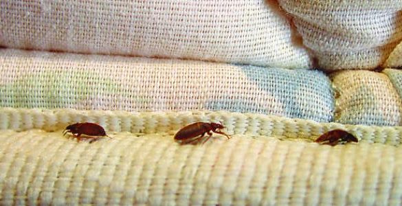 شركة مكافحة حشرات بجدة