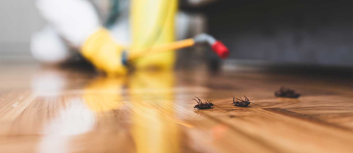 شركة مكافحة حشرات بجدة